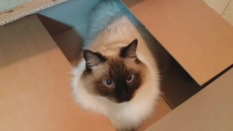 A cat on the box