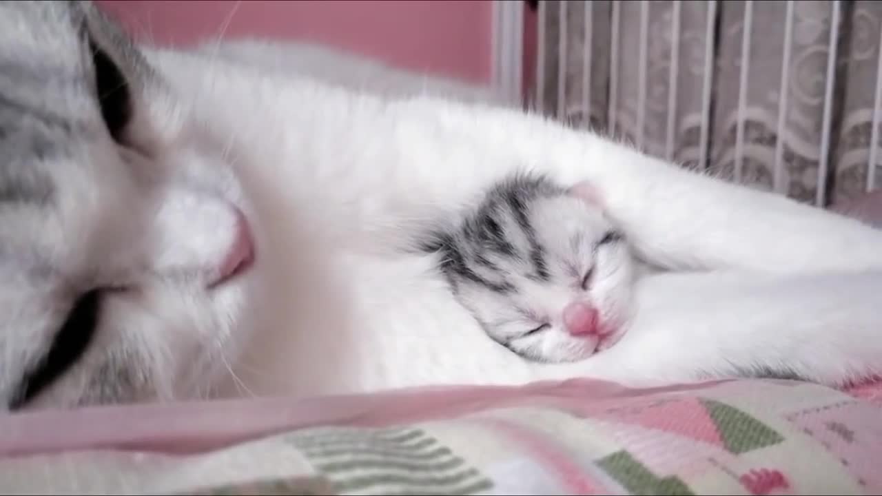 El amor incondicional de una madre se dan en todos los seres vivos💖💖