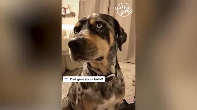 Pets That Will Make Your Day 🐶😅😅