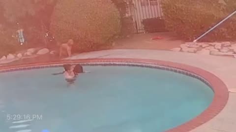 Heroic Rescue: Owner Saves Dog from Pool