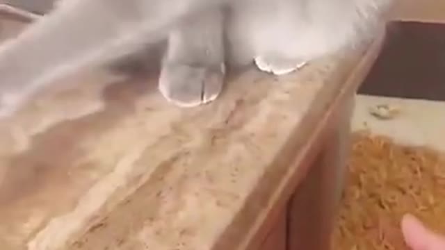 Haha cats are clever though!
