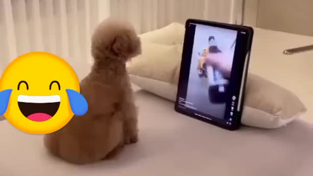trynottolaugh a dog try to protect himself from?