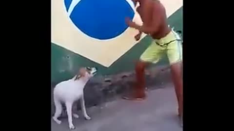 El perro tiene ritmo