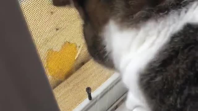 Black cat trying to get dead leaf from screen door