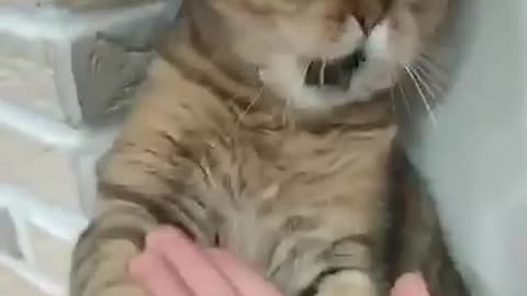 Funny cat