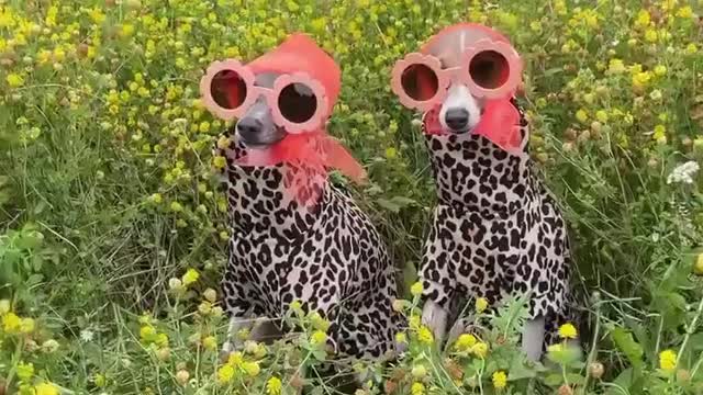Two Dog 🐕 beautiful