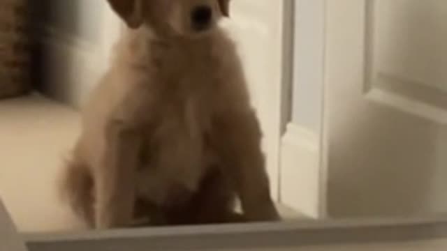 Puppy completely baffled by his mirror reflection