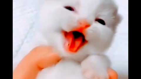 Cute cat_baby cat voice touching awww