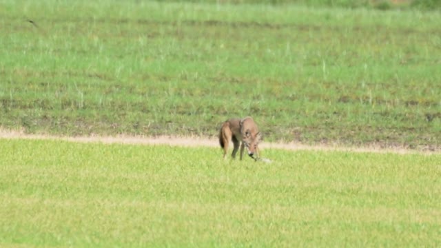 Coyote jumps/chases Turkey Vultures away from duck prey
