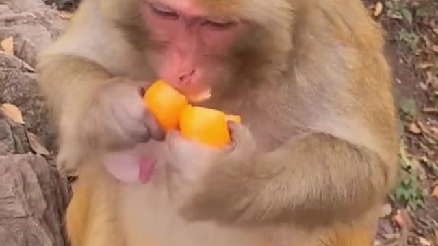 Best Monkey Moments | Poor Monkeys #Shorts