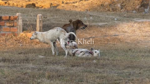 Dogs get in fight because of jealous