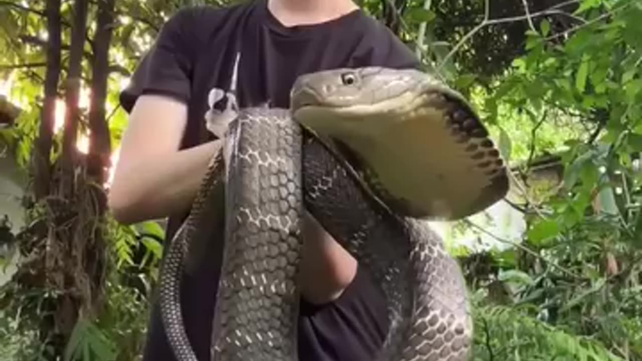 Animal informissan