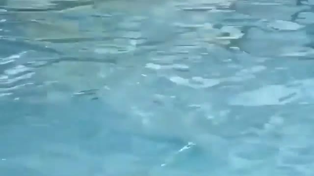 Massive pitbull playing with ball in swimming pool