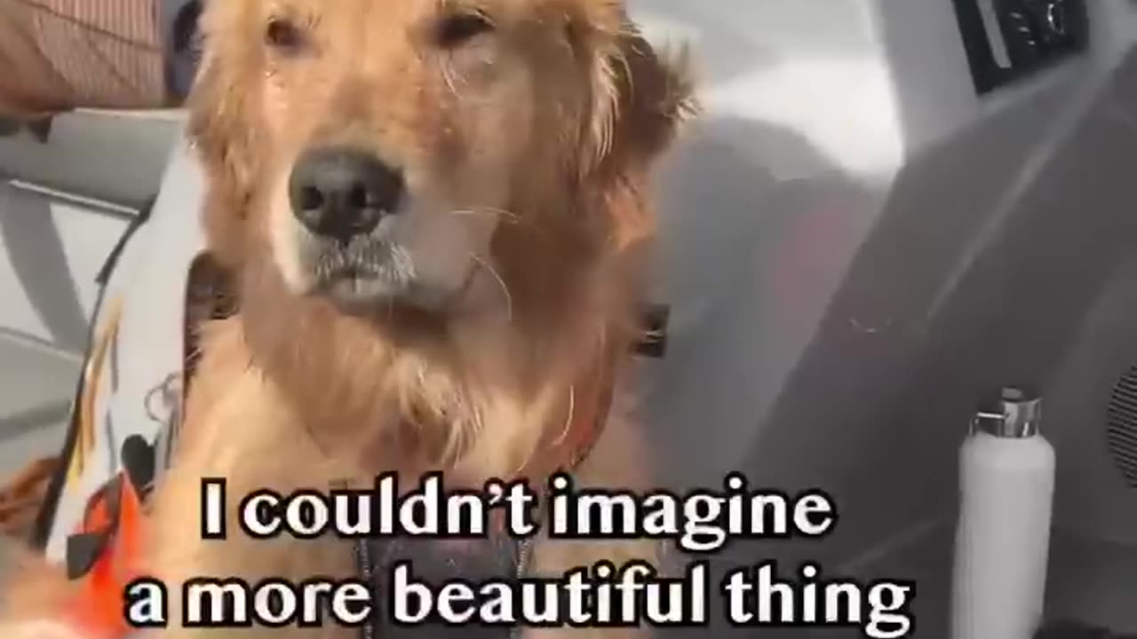 Puppy learns to jump into lake #goldenretriever #dog