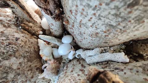 Hermit Crabs in Time-lapse