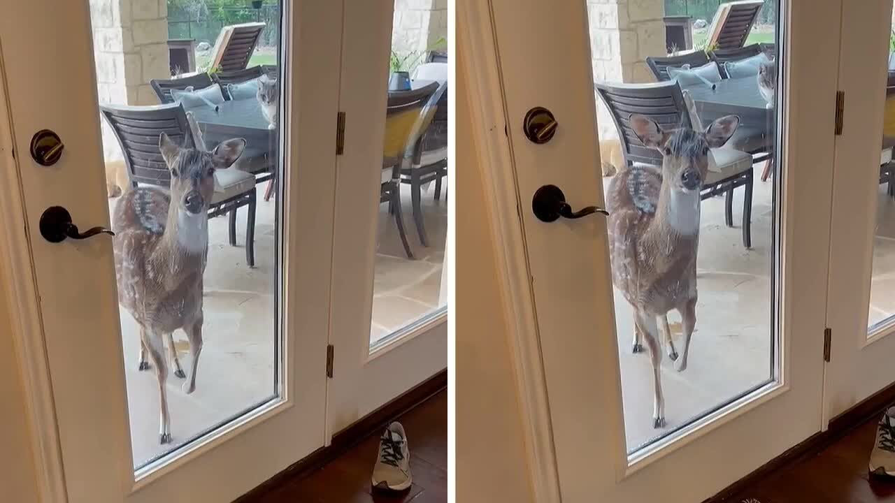 Hungry deer demands food by stomping her hoof