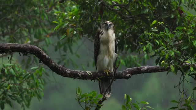 an eagle makes the rain stop