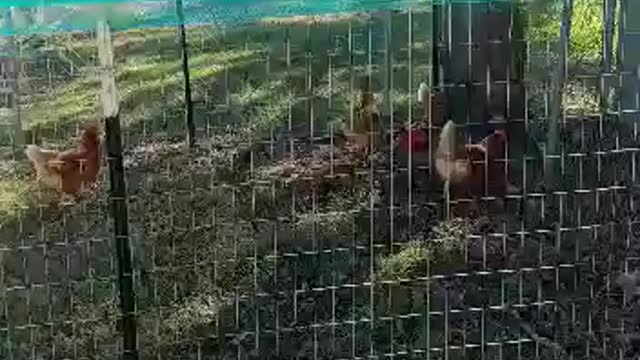 Chicken is testing for weakness