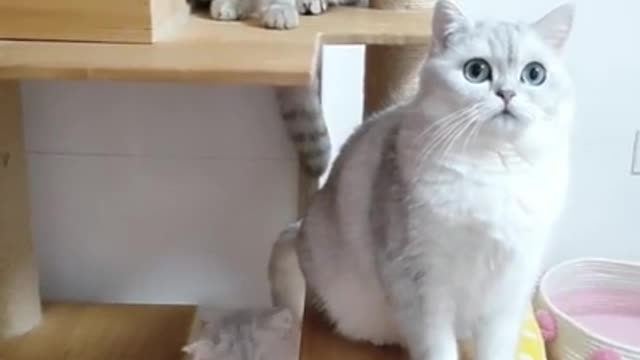 Best Cute Cats Compilation 2021