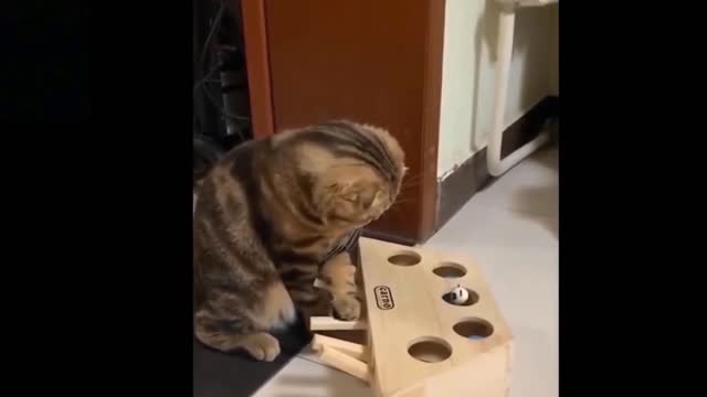 Cat almost lost his mind by seeing this- Funny Cat 🤣🤣😂