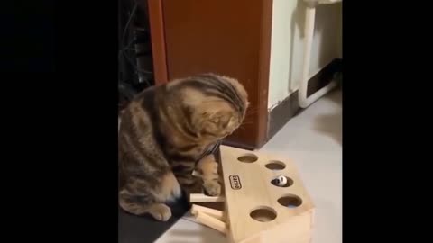 Cat almost lost his mind by seeing this- Funny Cat 🤣🤣😂
