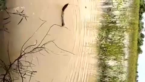 This is a beautiful and charming water-dwelling species