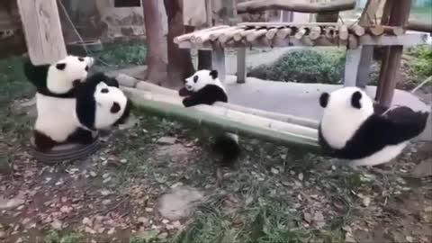 Funny And Cute Panda Compilation 2020 🐼 videos can't stop laughing 🤣🤣