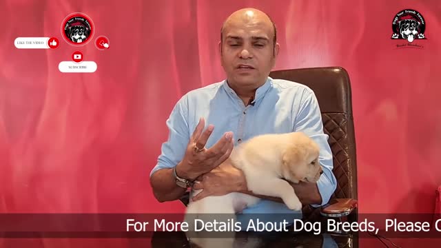 How to Leave Your Puppy or Dog Home Alone? For Up to 8 Hours When Working Baadal Bhandaari