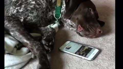 Brown dog scrolling through iphone phone liking pictures on instagram