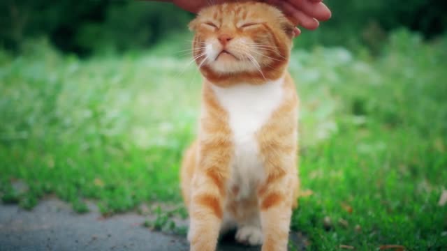 Old homeless red cat on the street. Close-up portrait cute American short hair cat. Cute cat face