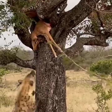 fight over food 😱😱😱