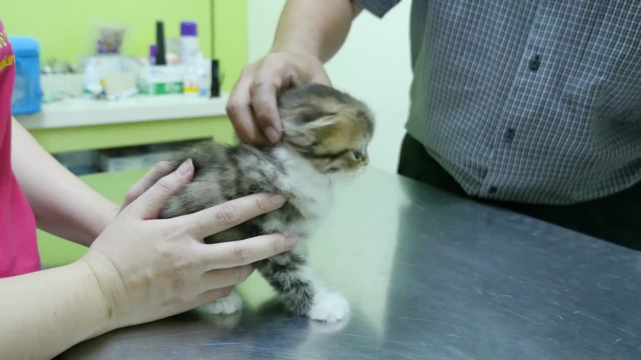 Persian kitten getting a vaccine at the veterinary clinic