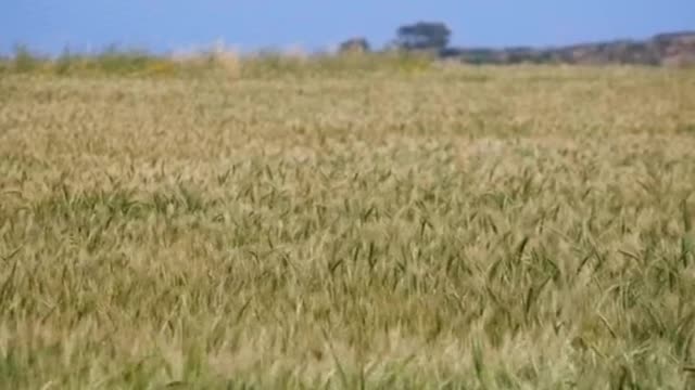 Wheat Growing in a Field