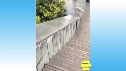 Beautiful Cats Brazil