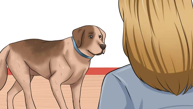 How much you know about your dog? you will know more if you learn it