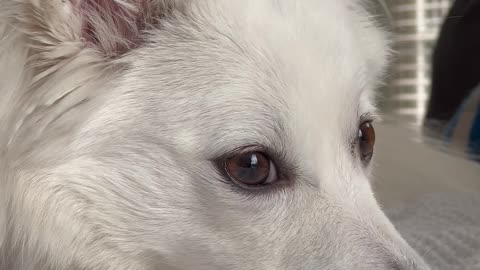 Dog reaction
