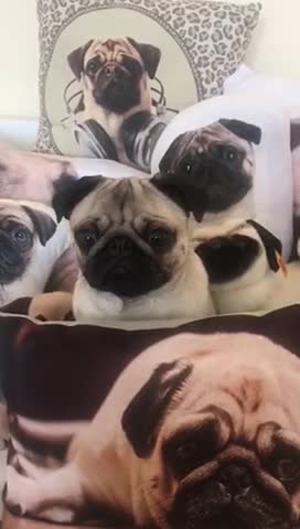 Pug tries to disguise himself in amongst Pug merchandise