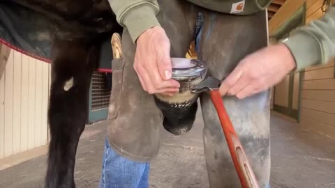 Trim the horse's hooves(2)