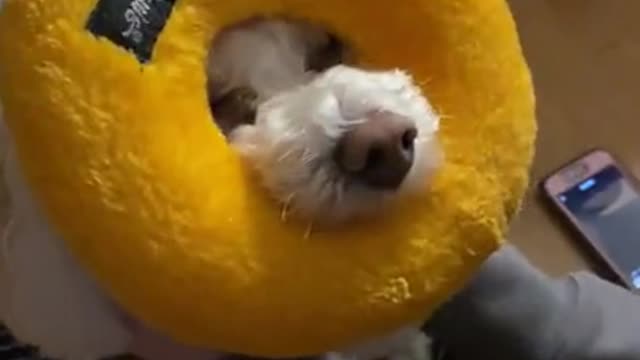 Watch Donut Dog Face