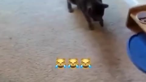 .😃😃😃....Funny cat videos....😄😄