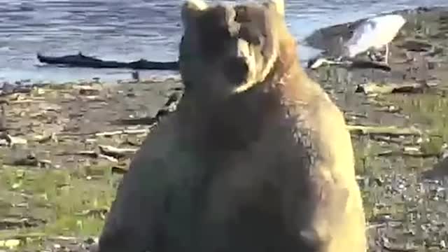Bear