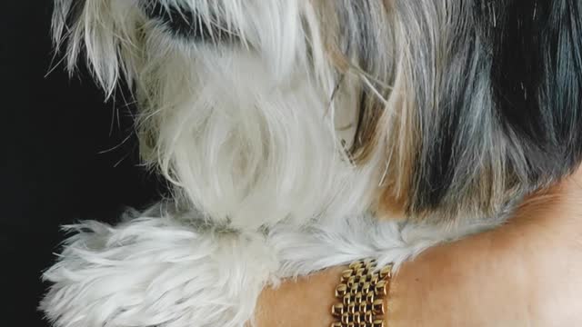 Don't irritate Yorkie terrier.It's getting dangerous.