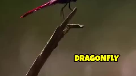 Animal dinosaur ke samay