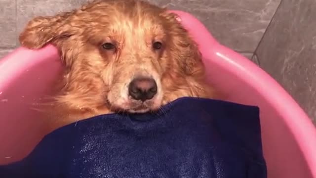 Happy every day, your pet dog's daily antics make you laugh