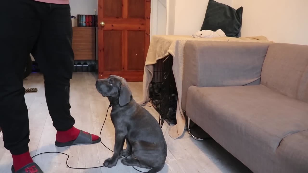 Guard Dog Puppy Training! The Most Important Video You MUST Watch!