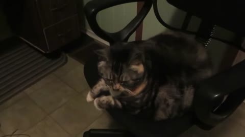 Cat Protests Back When Told Its Bed Time!