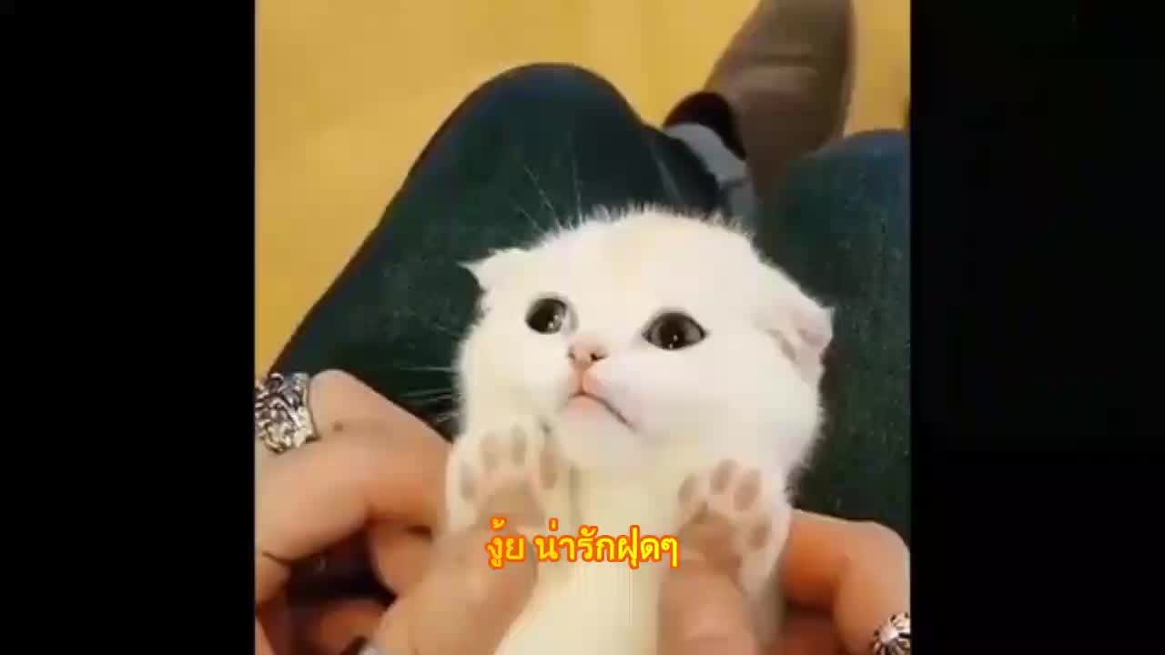 Cutest Adorable Cat Funny scene