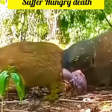 Very Emotional And Heart touching Thoughts on video