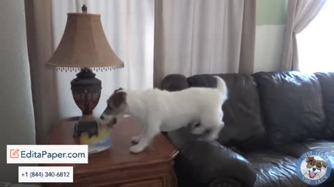 Cute dog Jesse doing amazing tricks