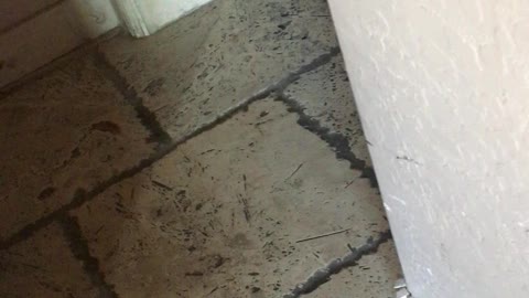 Doggy Spins Straight Into Wall